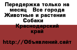 Передержка только на месяц - Все города Животные и растения » Собаки   . Краснодарский край